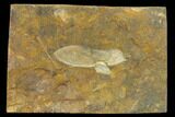 Paleocene Winged Maple Seed - North Dakota #133050-1